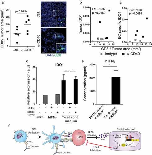 Figure 4. IDO1 expression can be induced by T-cell-derived IFNγ in endothelial cells: (a) CD8+ T cell immunofluorescence staining quantification in cryosections from B16-F10 tumors treated with agonistic CD40 mAb or isotype control antibody. Representative immunofluroscence pictures of CD8 staining. Scale bar 50μm. (b) Spearman correlation (p = 0.0189) of tumor IDO1expression and CD8+T cells/tumor area in B16-F10 tumors treated with anti-CD40 (black boxes) or isotype control (grey dots). (c) Pearson correlation (p = 0.0499) of endothelial cell-specific IDO1 (derived from the endothelial cell fraction of the TRAP IP) expression and CD8+ T cells/tumor area in B16-F10 tumors treated with agonistic CD40 mAb (black boxes) or isotype control antibody (grey dots). Gene expression values show relative expression of IDO1 compared to HPRT housekeeping gene expression (qPCR). (d) IDO1 expression in HDBEC treated for 18 hours with 100ng/ml human recombinant IFNγ or media from 3-day cultured T-cells (3 donors) supplemented with anti-hIFNγ blocking antibody or respective isotype control (both 10μg/ml). Graph shows mean relative expression values compared to HPRT. (e) Detection of IFNγ by ELISA in the T-cell conditioned media (3 healthy donors) that was used to stimulate HDBEC. (f) Schematic illustration of endothelial IDO1-upregulation in response to IFNγ secreted by T-cells