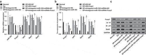 Figure 5. Inhibited miR-183 up-regulates Foxp1 and inactivates the Jak/Stat signaling pathway in EP. (a), expression of miR-183, Foxp1, Jak1, Stat1, and Stat3 were detected by RT-qPCR; (b), the statistical results of protein expression of Foxp1, Jak1, Stat1, and Stat3 in rats’ hippocampus; (c), protein bands of Foxp1, Jak1, Stat1, and Stat3 in rats’ hippocampus, 1–8 indicated the normal group, the EP group, the EP + Antagomir-NC group, the EP + Antagomir-miR-183 group, the EP + oe-NC group, the EP + oe-Foxp1 group, the EP + Antagomir-miR-183 + siRNA-NC group and the EP + Antagomir-miR-183 + siRNA-Foxp1 group, respectively. * P < 0.05 vs the normal group, + P < 0.05 vs the EP + Antagomir-NC group, # P < 0.05 vs the EP + oe-NC group, & P < 0.05 vs the EP + Antagomir-miR-183 + siRNA-NC group. N = 5, the measurement data conforming to the normal distribution were performed as mean ± standard deviation, one-way ANOVA was employed for comparisons among multiple groups, and Tukey’s post hoc test was used for pairwise comparisons after one-way ANOVA