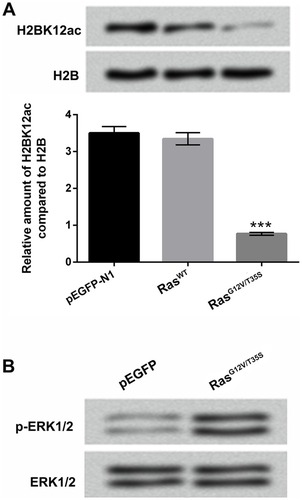 Figure 1 H2BK12ac is specifically regulated by the ERK1/2 pathway. (A) Expression vectors of pEGFP-N1, RasWT and RasG12V/T35S were transfected into MG-63 cells. The relative H2BK12ac levels were determined in the transfected cells by using Western blot assay. (B) The protein levels of p-ERK1/2 and ERK1/2 were detected by using Western blot to verify the pathway was indeed activated after transfection. ***P < 0.001  represents significant difference.Abbreviations: H2BK12ac, histone H2B acetylated on lysine 12; ERK, extracellular signal-regulated kinase.