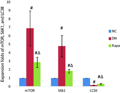 Figure 4. The mTOR, S6K1 and LC3II expression in the kidney tissues of the three groups detected by quantitative PCR.