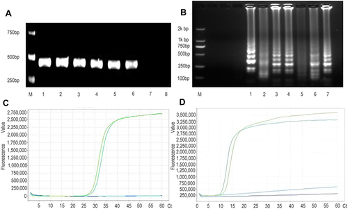 Figure 3 Research design and amplification results: some target genes were successfully amplified by PCR (A) and LAMP (B), and the corresponding PCR and LAMP bands were obtained by agarose gel electrophoresis. For PCR (A), 1–6 were positive samples, and 7 and 8 were negative samples. For lamp amplification (B), the step band amplified by the lamp indicates successful amplification (1, 3, 4, 6, 7). The negative samples had no ladder bands (2 and 5). (C and D) respectively represent the signal peaks of the corresponding KPC and NDM genes quantitatively amplified by the light lamp, showing an S-shaped curve, indicating that the gene amplification is successful, and there is no signal peak in the negative sample.