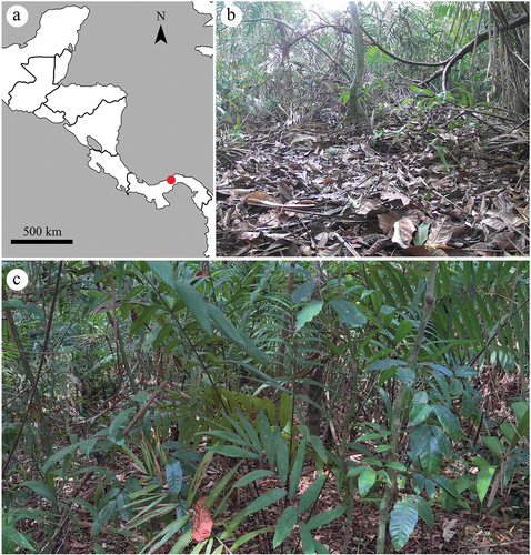 Figure 1. Sampling area. (a) the Gigante peninsula of Barro Colorado nature monument, Panama; (b, c) lowland tropical forest (courtesy of Dumas Gálvez).