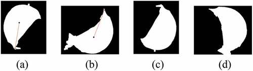 Figure 19. Orientation adjustment results for the garlic cloves in Figure 7(c) (polar radius curve without wavelet packet processing). (a) the maximum polar radius of garlic clove 4. (b) Maximum polar radius of garlic clove 5. (c) Orientation adjustment result for garlic clove 4. (d) Orientation adjustment result for garlic clove 5.