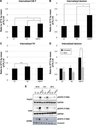 Figure 5 The stimulation of endocytosis signaling pathway with mEHT treatment.Notes: The roles of (A) cholera toxin B subunit signaling pathway (caveolin pathway), (B) dextran (micropinocytosis), and (C) transferrin (clathrin pathway) in endocytosis of mEHT treatment in HepG2 cells were evaluated. (D) Wortmannin (0.1 µM) was used to observe the dextran uptake inhibition effect. (E) The activation of EGFR was determined by immunoblotting for Y1068 phosphorylation. Lysates of HepG2, A549, and U87MG were harvested after mEHT treatment at 10 minutes, 6 hours, and 24 hours. GAPDH and beta-actin were served as internal control. *P<0.05, ***P<0.005.Abbreviations: mEHT, modulated electro-hyperthermia; Wort, wortmannin; CB-T, Cholera toxin B subunit; Trf, transferrin.