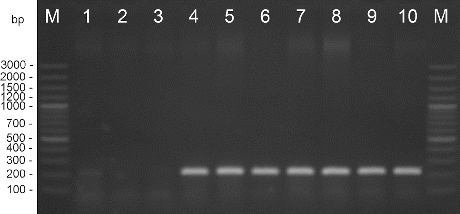 Figure 1. PCR amplification with species-specific primers Xeu 2.4/Xeu 2.5. M – DNA ladder, 1 – X. perforans NBIMCC 8729, 2 – X. gardneri NBIMCC 8730, 3 – X. vesicatoria NBIMCC 2427, 4 – X. euvesicatoria NBIMCC 8731, 5–10 – X. euvesicatoria strains.
