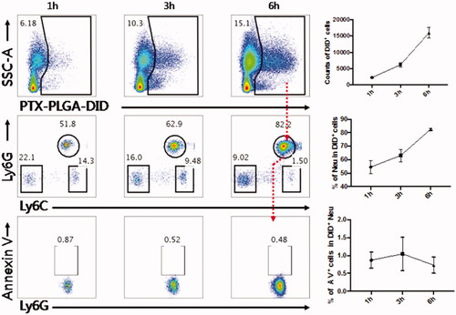 Figure 3. Flow cytometry analysis of the percentage of apoptotic neutrophils after PTX-PLGA nanoparticle uptake.