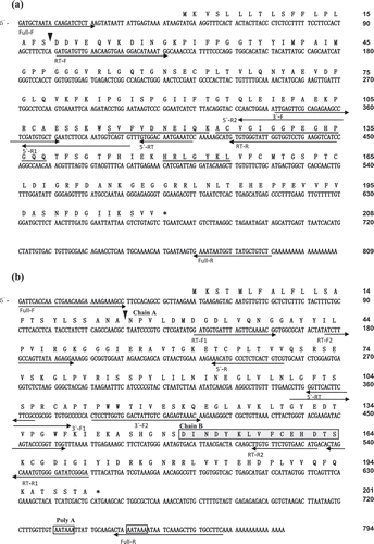 Figure 2. Nucleotide sequences and their deduced amino acid sequences of AKPI1 cDNA (a) and AKPI2 cDNA(b).The predicted amino acid sequence is shown above the nucleotide sequence. The amino acid sequences determined by a protein sequencer are marked by a double underline. Arrowheads indicate the processing sites of mature AKPI1 and AKPI2. The N-terminal sequence of Chain B of AKPI2 is shown in box with gray shading. The putative poly (A) additional signals (AATAAA) are indicated by boxes. The primers used in RT-PCR, 5ʹ-RACE, and 3ʹ-RACE are indicated by arrows.