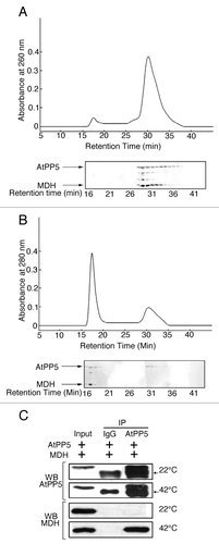 Figure 1. Physical association of AtPP5 with MDH by FPLC and Co-IP analysis. After pre-incubating 20 µM AtPP5 with 10 µM MDH for 20 min at either (A) 22°C or (B) 42°C, the mixtures were separated by SEC (upper panels of A and B). Each fraction was analyzed on SDS-PAGE followed by silver staining (bottom panels of A and B). (C) In vitro co-IP of AtPP5 and MDH at 22°C and 42°C. The presence of MDH was detected on western blot using an anti-MDH antibody. The input lane was loaded with 2% of the reaction mixture. The arrow (→) indicates the IgG large subunit.