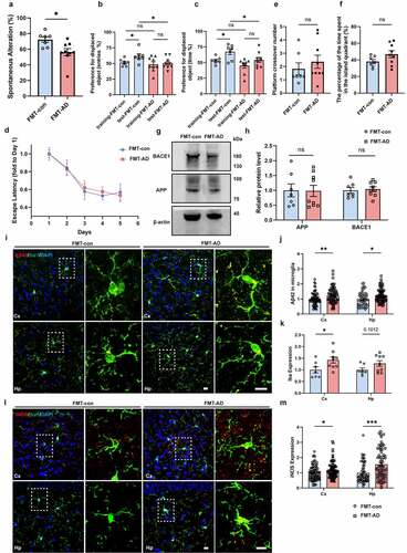 Figure 7. Fecal microbiota transplantation induces Alzheimer’s disease-like cognitive impairment and neuropathology. Y-maze (a), novel object recognition (b & c) and Morris’ water maze (d-f) analysis of 3-week-old WT mice gavaged with fecal microbiota from 12-month-old AD mice (FMT-AD, n = 9) and littermates gavaged with their own fecal microbiota as control (FMT-con, n = 7). (g & h) WB images and quantitative analysis of cerebral BACE1 and APP protein levels in FMT-con (n = 7) and FMT-AD (n = 9). (i-k) Three-dimensional confocal images and quantitative analysis of mAβ42 and microglia (anti-Iba1) in FMT-con (n = 7) and FMT-AD (n = 9). Scale bar = 10 μm. (l & m) Three-dimensional confocal images and quantitative analysis of iNOS in FMT-con (n = 7) and FMT-AD (n = 9). Scale bar = 10 μm. Values are means ± S.E.M, unpaired t test. ns, no significance; *, P < 0.05; **, P < 0.01; ***, P < 0.001.