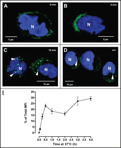 Figure 7 Internalization and subcellular localization of mAb E4. Confocal laser scanning microscopy of NKL cells incubated with mAb E4 conjugated to Alexa Fluor 488 (mAb E4-488, green). (A–D) Cells were incubated with mAb E4-488 and the nucleus labeled with DAPI (blue). The different panels show internalization of NKG2D-bound mAb E4-488 at time points 0 min (A), 5 min (B), 15 min (C) and after 4 h (D). The arrows indicate internalized anti-hNKG2D Ab vesicles. Optical sections of 0.2 µm thickness are shown. (E) Intracellular accumulation of mAb E4. The graph shows time-dependent intracellular accumulation of anti-hNKG2D antibody E4-488 (●) in NKL cells. The y-axis represents the percentage of MFI measured by flow cytometry of NKL cell population over time (x-axis) relative to total binding at 0 min. Antibody-bound cells were incubated at 37°C for 0, 5, 15, 30, 60, 120, 180 and 240 min. Each time point was replicated at least three times.