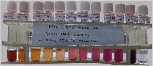 Figure 1. MIC determination of crude aqueous extract of VTTN against S. aureus.