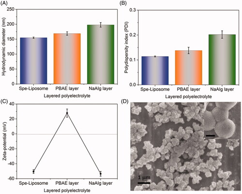 Figure 2. Characterization of Spe@HNPs system. Particle size (A), polydispersity index (PDI, B), and charge reversal in zeta-potential (C) of Spe-loaded liposomes, single-layered NPs, and Spe@NPs. The data are shown as mean ± s.d. (n = 3 independent experiments). (D) SEM image of Spe@NPs (insert: scale bar: 100 nm).