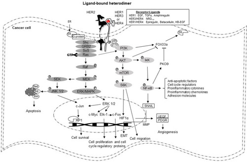 Figure 2 Schematic adaptation of major components of the HER-signaling pathway. Ligand binding is believed to prompt dimerization initially followed by phosphorylated-activation of the receptors. The simple construct depicted by the linear alignment of the cytoplasmic components enshrouds a highly complex network responsible for transmitting externally derived stimuli to the internal nuclear apparatus. The ultimate cellular response depends on signal propagation which can be influenced by feedback loops, inter-pathway communications, pro- and counter-regulatory proteins as well as somatic kinase mutations. The RAS pathway is complicated as the kinase is a GTP-binding protein which must undergo post-translational modification before it can be activated. Binding of RAS to phospho-HER2 requires two adaptor molecules, Shc and GRB2. The latter forms a complex with SoS which is recruited to the plasma membrane leading to activation of RAS. Downstream effectors of the RAS signal transduction pathway include soluble RAF, MEK, ERK1/2, and SEK. Translocation of ERK1/2 upregulates c-Myc and Elk-1; Elk-1 is a transcription factor that activates c-Fos, a nuclear proto-oncogene that modulates expression of cyclin-dependent kinases. A second major signaling pathway includes PI3K which is activated by binding preferentially to phospho-HER3. Extracellular signal propagation involves AKT, mTOR, and S6K, three intrinsic elements, with outreach that can influence apoptosis, angiogenesis, cell migration, cell cycle and even other receptor signaling pathways including ER. Of biological and [potential] clinical importance is the finding that ER can contribute HER2 resistance by downregulating HER2 expression and upregulating expression of IGFR1. Furthermore, by interacting with receptor-bound HER2, ER can also activate the MAPK signaling pathway which may be one mechanism of endocrine resistance. Interestingly, AKT appears to be a key regulator of ER gene transcription via interactions with FOXO3a and NFκB.