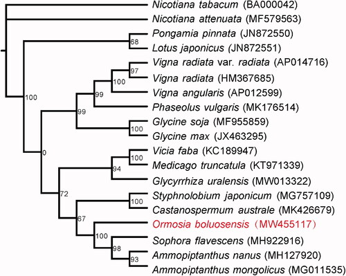 Figure 1. Phylogenetic tree for Ormosia boluoensis and the other species using their complete mitochondrial genomes. The GenBank accession numbers of species are shown in parentheses. Bootstrap support values in % are shown at nodes.