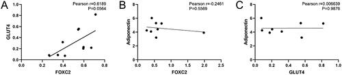 Figure 2. The correlation between FOXC2, GLUT4, and adiponectin serum levels.