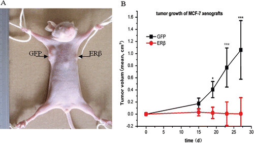 Figure 6.  ERβ inhibits tumor formation and growth of MCF-7 cells in mice xenografts. 3 × 106 MCF-7-ERβ and MCF-7-GFP monoclonal cells suspended in 200 μL normal medium were transplanted subcutaneously into the right and left armpit, respectively, of six female BALB/c-nu nude mice without Matrigel. Of the six mice implanted with MCF-7-ERβ and MCF-7-GFP, MCF-7-GFP inoculation resulted in the development of 6/6 tumors, whereas MCF-7-ERβ inoculation resulted in only 2/6 tumors developing. (A) Representative image of the developed xenografts at day 15. The arrow points to the site of grafting of MCF-7 cells stably transfected with GFP or ERβ. (B) Tumor growth of the developed grafting of MCF-7 cells stably transfected with GFP or ERβ. Tumor diameters were measured twice weekly and tumor volumes were calculated according to equation (width2 × length)/2. *p ≤ 0.05, ***p ≤ 0.001 versus corresponding xenografts grafting of MCF-7 cells stably transfected with ERβ.