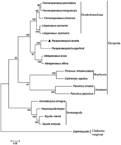 Figure 1. Phylogenetic tree of Parapenaeopsis tenella and other crustacean species constructed using the maximum likelihood method with concatenated mitochondrial PCGs. Daphnia pulex in Cladocera was adopted as the outgroup member. Numbers below each node indicated the ML bootstrap support values. The GenBank accession numbers of complete mitochondrial genomes used in this phylogeny analysis are as follows: Fenneropenaeus chinensis (DQ656600.1), Fenneropenaeus merguiensis (KP637168.1), Fenneropenaeus penicillatus (KP637169.1), Litopenaeus stylirostris (EU517503.1), Litopenaeus vannamei (EF584003.1), Parapenaeopsis tenella (MK164420), Parapenaeopsis hungerfordi (NC_038069.1), Metapenaeus affinis (NC_039179.1), Metapenaeus ensis (NC_026834.1), Portunus trituberculatus (AB093006.1), Callinectes sapidus (AY363392.1), Panulirus japonicus (NC_004251.1), Panulirus ornatus (GQ223286.1), Gonodactylus chiragra (DQ191682.1), Harpiosquilla harpax (AY699271.1), Squilla empusa (DQ191684.1), Squilla mantis (NC_006081.1), and Daphnia pulex (KT003819.1).