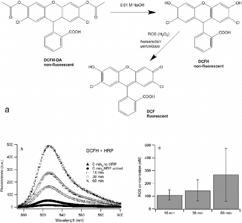 FIG. 2. (a) Hydrolysis of DCFH-DA and ROS-induced oxidation of DCFH; (b) an example of fluorescence spectra of DCFH upon sonication in 10% ethanol/90% water in the presence of HRP; (c) average ROS concentrations for different sonication times. The experiment is repeated 3 times and error bars present one standard deviation.