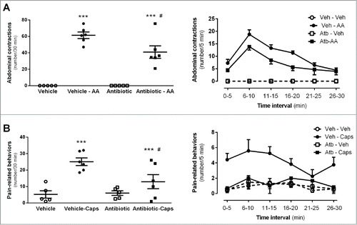 Figure 7. Effects of antibiotic treatment on visceral pain-related responses. A: Intraperitoneal acetic acid- (AA, 0.6%) induced abdominal contractions. The left graph shows the total number of abdominal contractions during the observation time (30 min) in the different experimental groups. Each point represents an individual animal; the horizontal lines with errors correspond to the mean ± SEM. ***: P < 0 .001 vs. respective non-AA-treated control group. #: P < 0.05 vs. vehicle-AA group. The graph to the right shows the time-course (in 5-min intervals) for the pain-related responses in the same animals. B: Intracolonic capsaicin- (Caps) evoked visceral pain-related behaviors. The left graph shows the total number of behaviors during the observation time (30 min) in the different experimental groups. Each point represents an individual animal; the horizontal lines with errors correspond to the mean ± SEM. ***: P < 0.001 vs. respective non-capsaicin-treated control group. #: P < 0.05 vs. vehicle-Caps group. The graph to the right shows the time-course (in 5-min intervals) for the observation of pain-related behaviors in the same animals.