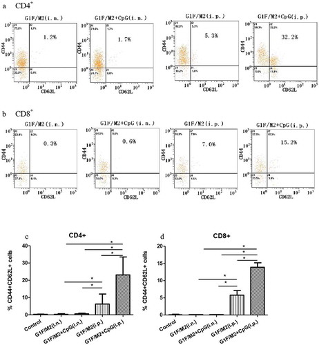 Figure 1. Percentage of CD44+CD62L+ cells of CD4+ or CD8+ spleen cells in immunized mice. Mice were immunized as described in Section 4. Spleens from immunized mice were removed after the last immunization. Splenocytes were incubated with anti-CD4-FITC/anti-CD8-FITC, anti-CD44-PE, and anti-CD62L-Pecy5, then detected by flow cytometry. (a) CD4+CD44+CD62L+ T cells in the splenocytes of immunized mice. (b) CD8+CD44+CD62L+ T cells in the splenocytes of immunized mice. (c) Percentage of CD4+CD44+CD62L+ T cells in the splenocytes of immunized mice. (d) Percentage of CD8+CD44+CD62L+ T cells in the splenocytes of immunized mice. Results are presented as mean ± SD of five mice per group. *P < 0.05 represents significant difference.