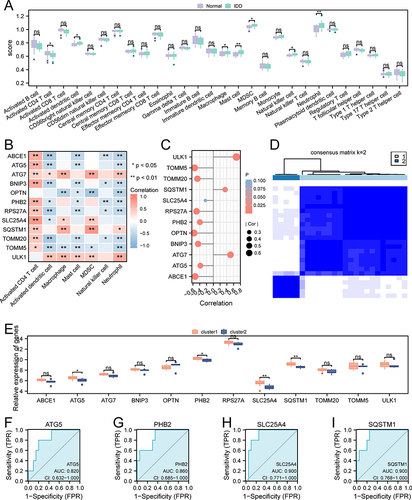 Figure 5 The immunoinfiltration of hub genes and their expression in different immunophenotypes. (A) Box diagram for comparison of immune cells. (B) Heatmap of the correlation between the expression of hub genes and seven immune cells. (C) Lollipop plot of correlation between the Neutrophil and 12 hub genes. (D) Consistent clustering heat map of IDD group samples. (E) Box diagram comparing the expression of hub genes in different immunocharacteristic subtypes. (F-I) ROC validation of ATG5 (F), PHB2 (G), SLC25A4 (H), SQSTM1 (I) in different immunophenotypes (cluster1, cluster2). The symbol ns is not statistically significant. *p < 0.05, **p < 0.01.