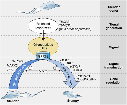 Figure 3. Quorum sensing in Trypanosoma brucei. Schematic pathway for the quorum sensing signalling pathway in Trypanosoma brucei. Slender form parasites release several peptidases into their environment, with two peptidases, Oligopeptidase B and Metallocarboxypeptidase I being important contributors to the generation of the quorum sensing signal, oligopeptides. Environmental oligopeptides can be transported into recipient parasites by the TbGPR89 surface transporter that is expressed on slender cells but not stumpy forms. In an unknown mechanism, transported oligopeptides stimulate a signal transduction cascade that promotes stumpy formation through the action of gene regulators (RNA binding proteins). Molecules that act to inhibit stumpy formation (slender retainers) are inactivated. At least one kinase, TbDYRK, acts on both control arms, inhibiting slender retainers and promoting stumpy formation. Other molecules, annotated as “Hypothetical proteins” in TryTrypdb (https://tritrypdb.Org/tritrypdb/app) have been identified that control stumpy formation but their positions in the regulatory pathway are unknown.