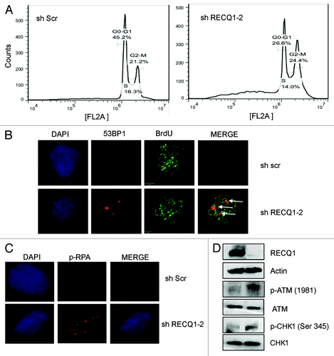 Figure 6. Characterization of stable knockdown cells of RECQ1. (A) FACS analysis or cell cycle distribution of shScrambled and shRECQ1–2-depleted HeLa cells. (B) Stable depletion of RECQ1 accumulates spontaneous replication-associated double-strand breaks (DSBs). Immunostaining of RECQ1-knockdown cells for accumulation of 53BP1 at BrdU sites. (C) Stable depletion of RECQ1 leads to hyper phosphorylation of RPA32. (D) Western analysis showing activation of DNA damage response proteins like p-ATM (1981) and activation of CHK1 (Ser 345) by stable depletion of RECQ1.