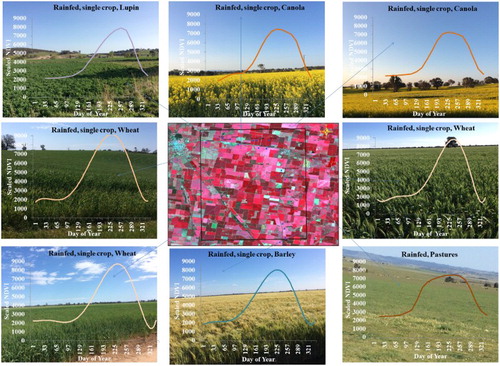 Figure 3. Ideal spectral library of crops. Illustration of few ground data samples collected throughout Australia and their t time-series MODIS 250 m NDVI ideal spectra profiles.