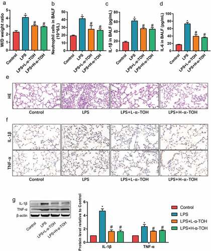 Figure 1. α-TOH reduces LPS-induced inflammation in lung tissue of mice treated with low-dose α-TOH and high-dose α-TOH.