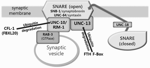 Figure 4. A hypothetical representation of interaction between F-box proteins and active zone proteins in C. elegans. The closed SNARE complex is modified into the open state upon activation by UNC-18, and associates with UNC-10 and UNC-13 on the presynaptic membrane. Once the contents of the synaptic vesicle are released by the engagement or RAB-3 GTPase and UNC-10, proteins in the synaptonemal complex are subjected to ubiquitin-mediated proteolysis by distinct set of F-box containing E3 ligases.