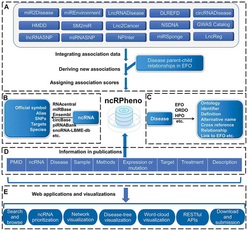 Figure 2. The data integration and annotation framework of ncRPheno and the web applications in ncRPheno. (A) Integrating ncRNA-disease association data and deriving new associations. (B) Data resources for ncRNA annotation. (C) EFO and other ontologies for disease annotation. (D) The key evidential and biological information in publications supporting ncRNA-disease associations. (E) The web applications and visualizations based on the data in ncRPheno.