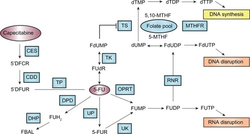 Figure 1 Pathways that affect 5-FU efficacy. Genetic polymorphisms within the genes that are involved in 5-FU metabolic activation (eg, OPRT), detoxification (eg, DPD), and target interaction (eg, TS) are important determinants of the efficacy and safety of 5-FU treatment.Copyright © 2009. Nature Publishing Group. Adapted and reprinted with permission: Walther A, Johnstone E, Swanton C, Midgley R, Tomlinson I, Kerr D. Genetic prognostic and predictive markers in colorectal cancer. Nat Rev Cancer. 2009;9:489–499.Citation152