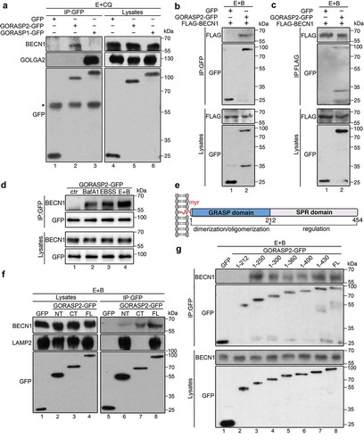 Figure 5. GORASP2 interacts with BECN1 upon starvation. (a) GORASP2 but not GORASP1 binds BECN1. GFP, GORASP2-GFP or GORASP1-GFP expressing HeLa cells were treated with EBSS and 50 µM CQ for 4 h and immunoprecipitated with a GFP antibody followed by western blotting for BECN1, GOLGA2 and GFP. *, IgG heavy chain. (b-d) Starvation enhances GORASP2-BECN1 interaction. HeLa cells were co-transfected GFP vector as control or GORASP2-GFP with FLAG-BECN1, then treated with EBSS and 400 nM BafA1 (E + B) for 4 h and immunoprecipitated with a GFP antibody (b) or FLAG antibody (c) followed by western blotting. (d) GORASP2-GFP transfected HeLa cells were treated with growth medium (ctr), BafA1, EBSS, or EBSS and 400 nM BafA1 (E + B) for 4 h and immunoprecipitated with a GFP antibody followed by western blotting for BECN1 and GFP. (e) GORASP2 schematic domain structure. Indicated are the myristic acid (myr) for membrane association, the N-terminal GRASP domain for dimerization and oligomerization, and the C-terminal Serine/Proline-Rich (SPR) domain for regulation. (f-g) C-terminus of GORASP2 binds BECN1. HeLa cells were transfected with GFP, or GFP-tagged the N-terminus (aa1-212, NT), C-terminus (aa213-452, CT), or full length (FL) GORASP2, or indicated truncation mutants for 16 h, treated with EBSS and 400 nM BafA1 (E + B) for 4 h and immunoprecipitated with a GFP antibody followed by western blotting of GFP and BECN1.