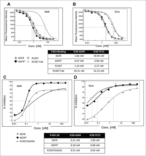 Figure 4. Tumor cell binding and IGF-1R phosphorylation inhibition of XGFR*. (A) Competitive FACS analysis of bispecific constructs XGFR and XGFR*, bivalent IGF-1R antibody R1507 and monovalent R1507 Fab fragment on A549 cells with surface expression of IGF-1R and EGFR and (B) TC-71 cells with surface expression of IGF-1R in absence of EGFR. (C) Inhibition of IGF-1R phosphorylation of XGFR, XGFR* and parental control antibody mixture R1507/GA201 in A549 and (D) TC-71 cells. Titration curves in the indicated concentration range and IC50 values are shown.