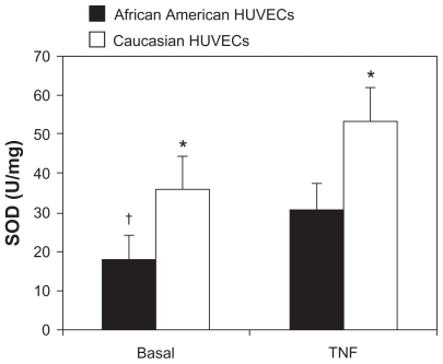 Figure 4 Total SOD activity under basal and TNF-α conditions in African American and Caucasian HUVECs.