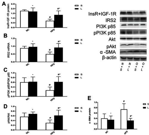 Figure 6 InsR+IGF-1R, IRS2, pPI3K p85/PI3K p85, p Akt/Akt and α -SMA levels in mice after Liraglutide (L) or saline (S) treatment. Data were mean±SD (n=6 each group). p-values for the interactive effects of HFD and Liraglutide treatment on InsR/IGF-1R, IRS2, pPI3K p85/PI3K p85, p Akt/Akt and α -SMA levels were 0.011, 0.039, 0.044, 0.114 and 0.01, respectively. ie, InsR/IGF-1R (A); IRS2 (B); pPI3K p85/PI3K p85 (C); p Akt/Akt (D); α -SMA (E). *p<0.05 for the comparison of the saline and Liraglutide groups; #p<0.05 for the comparison of NC and HFD groups.