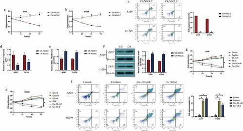 Figure 5. Overexpression of miR-6734-3p sensitized NSCLC cells to cisplatin treatment. The CS-NSCLC and CR-NSCLC cells were challenged by high-dose cisplatin. (a, b) Cell proliferation was determined by CCK-8 assay. (c) FCM was performed to examine cell apoptosis. (d) Downregulated miR-6734-3p, and (e, f) upregulated ZEB2 were observed in CR-NSCLC cells, in contrast with the corresponding CS-NSCLC cells. (g, h) Cisplatin-induced inhibition of NSCLC cell proliferation was enhanced by miR-6734-3p overexpression and ZEB2 ablation. (i) Targeting miR-6734-3p and ZEB2 increased cell apoptosis ratio in CR-NSCLC cells stimulated by high-dose cisplatin. Individual experiment had 3 repetitions, and *P < 0.05