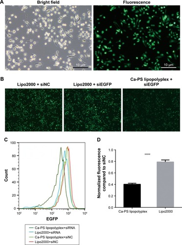 Figure 5 Knockdown of EGFP in EGFP-BMDMs by Ca-PS lipopolyplex.Notes: (A) Bright field and fluorescence images of extracted BMDM of the same microscopic field. (B) Fluorescence microscopy of EGFP-BMDMs treated by Ca-PS lipopolyplex or Lipo2000 carrying siEGFP. Treatment is indicated on top of each graph. (C) EGFP histogram of transfected EGFP-BMDMs. EGFP-BMDM cells transfected for 48 hours were harvested and monitored for EGFP intensity using flow cytometry. Treatments are indicated on the upper left corner of this graph. (D) Comparison of EGFP knockdown efficiencies in EGFP-BMDMs by Lipo2000 and Ca-PS lipopolyplex. ****P<0.0001.