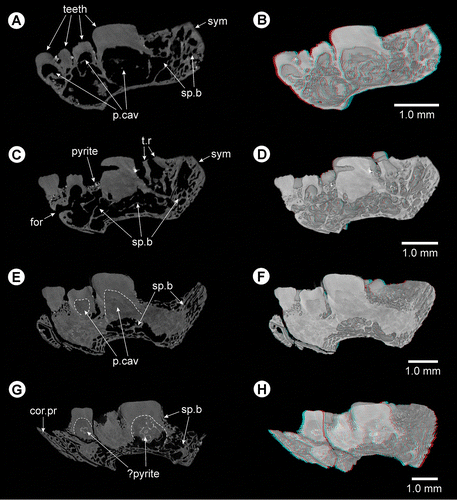 FIGURE 3. Grimmenodon aureum, gen. et sp. nov., GG 437, holotype, from the lower Toarcian of Grimmen, Mecklenburg-Western Pomerania, Germany. A–H, digitally reconstructed 2D and 3D transverse slices from micro-CT scan (the positions of the transverse section planes are shown in Fig. 2A; B, D, F , and H are presented as red-cyan stereo anaglyphs, use red-cyan glasses to view). Dashed lines indicate boundary of pulp cavities. Abbreviations: cor.pr, coronoid process; for, foramen; p.cav, pulp cavity; sp.b, spongy bone; sym, symphysis; t.r, tooth root.