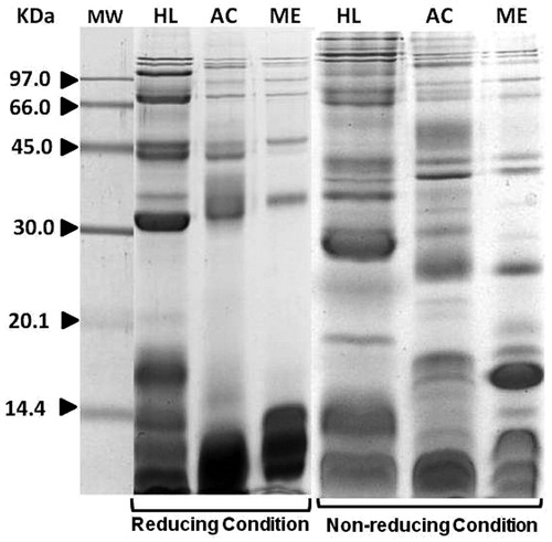 Figure 1. Coomassie-stained gel containing SDS-PAGE resolved proteins of crude venoms from H. lepturus, A. crassicauda, and M. eupeus under reducing and non-reducing conditions. Lane MW = molecular weight markers; Lane HL = H. lepturus; Lane AC = A. crassicauda; Lane ME = M. eupeus.