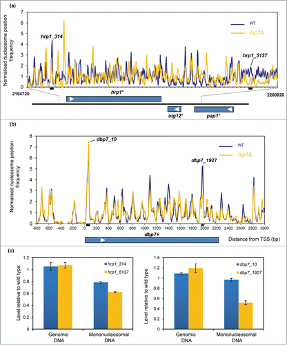 Figure 3. HIRA and nucleosome architecture in gene sequences. (A) Nucleosome (150 bp) sequence read frequency profiles of a 6.1 kb region of chromosome 1 (bp 2194720 to 2200820). The positions and orientation of the hrp1+, atg12+ and pap1+ genes are indicated below. (B) Nucleosome (150 bp) sequence read frequency profiles of the dbp7+ gene relative to the TSS. (C) The occupancy of specific nucleosomes was estimated by qPCR analysis of mononucleosomal DNA as described in the Materials and Methods. An equivalent amount of genomic DNA was analyzed as a control. The positions of the nucleosome peaks under analysis and the PCR primers are indicated in (A and B). The level of occupancy in hip1Δ relative to wild type is shown. Data is the mean of 2 technical qPCR repeats.