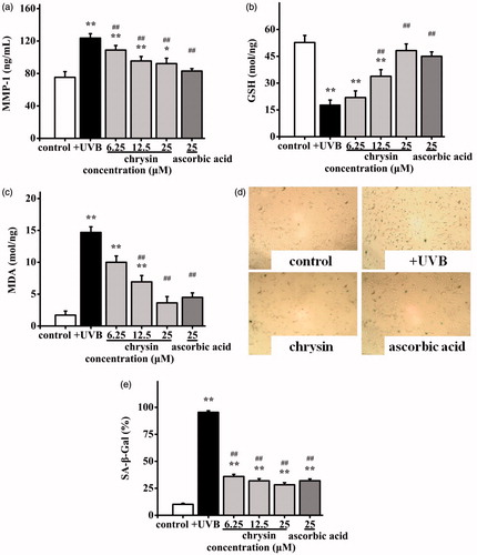 Figure 4. Effects of chrysin on MMP-1, GSH and MDA secretion and SA-β-Gal activity in UVB induced photoageing HDF. HDF were pre-treated with 6.25–25 μM chrysin and then exposed to UVB (3000 mJ/cm2). Amounts of (a) MMP-1, (b) GSH and (c) MDA were measured by kits. (d) and (e) SA-β-Gal activity was observed by staining cells. All data are shown as mean ± SD. *p < 0.05 compared to control cells. **p < 0.01 compared to control cells. #p < 0.05 compared to UVB-treated without chrysin cells. ##p < 0.01 compared to UVB-treated without chrysin cells.