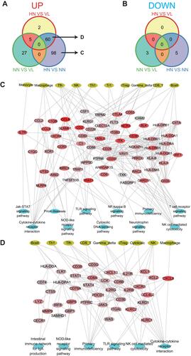 Figure 7 Immune molecules change in samples of four diseases. (A) Up-regulated immune molecular profiles in the HN/VL, NN/VL, and HN/NN groups. (B) Down-regulated immune molecular profiles in the HN/VL, NN/VL, and HN/NN groups. (C) Up-regulated immune molecules, immune cells and pathways regulatory networks of HN/NN. (D) The shared up-regulated immune molecules, immune cells and pathways regulatory networks of the HN/NN and HN/VL groups.