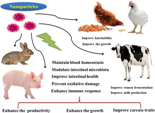 Figure 3. Beneficial effects of nanoparticles on animal health and performance.