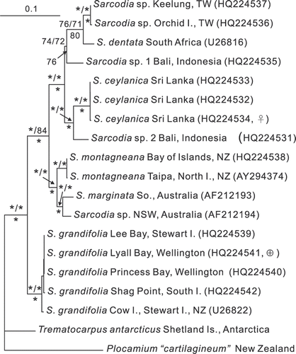 Fig. 85. RbcL phylogeny: ML tree (–lnL = 9560.8708) of the genus Sarcodia from the Indian and Pacific Oceans. Numbers above branches are ML and MP bootstrap values, respectively, whereas numbers below branches are Bayesian posterior probabilities in %. Asterisks indicate support values >99%.