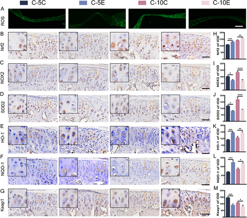 Figure 5 ROS staining and immunohistochemical staining for markers of oxidative stress in condylar cartilage of mice accepting cardamonin-treated and blank drug groups. (A) ROS staining, bar=100 μm; (B–M) immunohistochemical staining for Nrf2 (B), NOX2 (C), SOD2 (D), HO-1 (E), NQO-1 (F), Keap1 (G) and their IOD value statistics (H–M), bar=50 μm. The orange boxed area in the image is magnified in the upper left corner. n = 6, *P<0.05, **P<0.01, ***P<0.001, ****P<0.0001 indicate significant differences between groups.