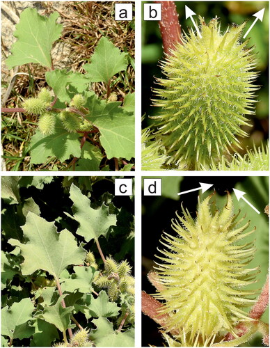 Figure 2. Burs and leaves of Xanthium spp. Regardless of the cocklebur taxon, an ovoid pod is covered with numerous stiff, hooked involucral spines and ends with two hamates, i.e., stout thorns at the apex; the edges of the leaves are irregularly serrated. Magnification image of the surface of the bur shows the details of the barbed prickles (b and d). Image of X. strumarium found along the Warta River, Obrzycko, Wielkopolska/Greater Poland Voivodeship, Poland (a and b). The ellipsoid pod of X. strumarium (b) is bulkier than the bur of X. orientale (d), and the two terminal strong beaks of the common cocklebur, indicated by white arrows, are divergent (b). Image of X. orientale found on a coastal beach of the Mediterranean Sea, Faliraki on the Greek Island of Rodos (c and d). The spiny capsule of X. orientale (d) is slimmer than the bur of X. strumarium (b), and the two thorns at the apex, as indicated by the white arrows, are converged and incurved (d). The figure was created by the author with CorelDRAW.