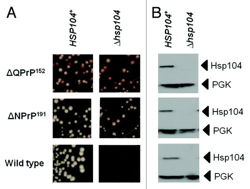 Figure 5. The nonsense suppression phenotype in strains expressing the Sup35ΔQPrP152 and Sup35ΔNPrP191 fusion proteins is not dependent on Hsp104 function. (A) The suppression of the ade1–14 nonsense allele in LJ14-derived strains expressing either the Sup35ΔQPrP152 or the Sup35ΔNPrP191 fusion proteins was assessed by plating on to 1/4YPD plates. The left panels are for the parent LJ14 strain with a wild-type HSP104 gene while the right panel are the same strains but carrying a hsp104::kanMX disruption of the HSP104 gene. (B) Confirmation of the absence of Hsp104 in the hsp104::kanMX strains by western blot analysis using an anti-yeast Hsp104 polyclonal antibody. The filter was reprobed with an anti-yeast PGK polyclonal antibody as a loading control.