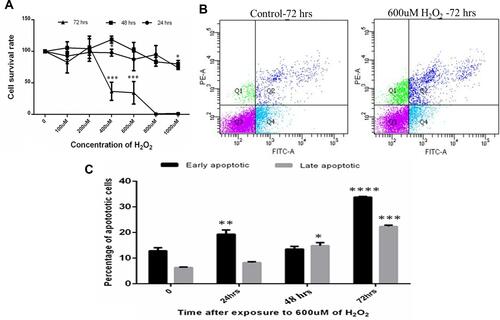 Figure 2 (A) MTT assay of Human trabecular meshwork cells after oxidative stress with H2O2. (B) shows the representation of FACS analysis of cells at 72 hours compared with control (Q1: necrotic cells, Q2: early apoptotic cells Q3: healthy cell, Q4: late apoptotic cells). (C) showing percentage of early and late apoptotic cells maximum at 72 hours in 600 uM of H2O2 concentration. Means ± SEM shown, *p<0.05, **p<0.01, ***p<0.001, ****p<0.0001 one way ANOVA post hoc t test with Tukey correction.