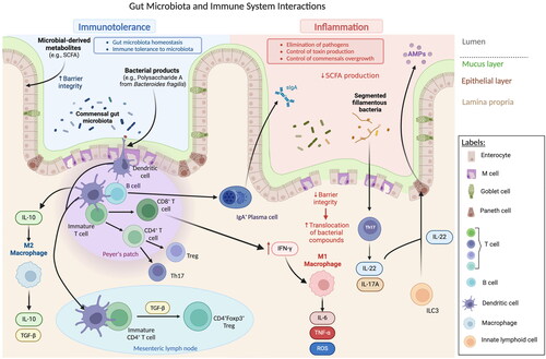 Figure 2. Interactions Between intestinal commensal microorganisms and the immune system. In the figure are depicted the immune response to both pathogenic and nonpathogenic microorganisms that will trigger an inflammatory response or immunotolerance, respectively (created with biorender).
